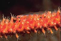 Bryaniops amplus